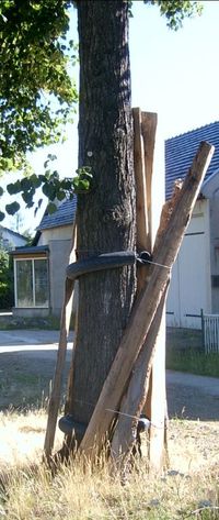 Baumschutz vor Wunden - So wird dem Baum geholfen